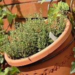 thyme photo