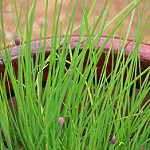 chives photo