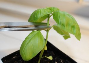 basil pruning