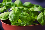 basil photo