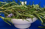 rosemary photo