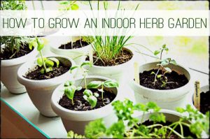 How To Grow Herbs Indoors